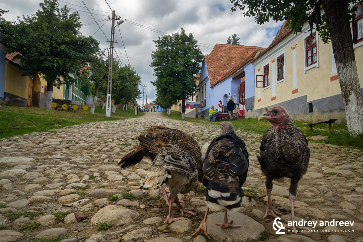 Local inhabitants of Viscri Romania