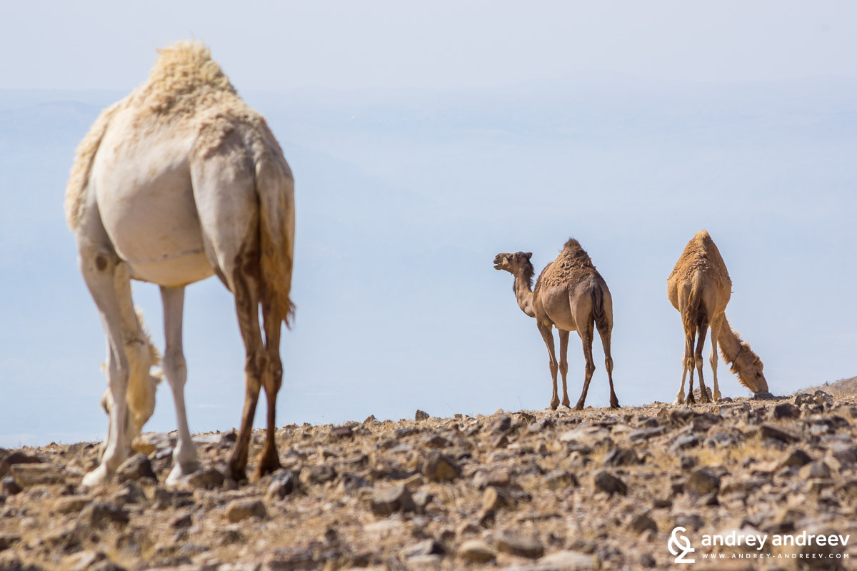Camels in the Judean desert