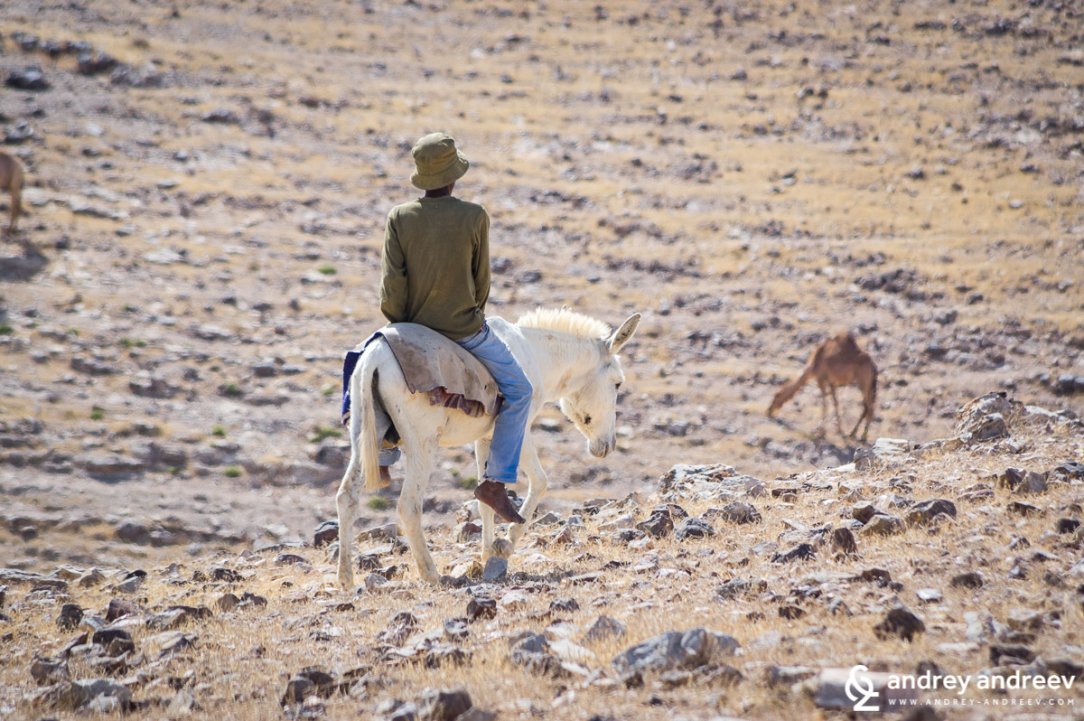 Cameleer in the Judean desert